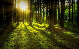 В 2021 году в Ленобласти доход за использование лесов от арендаторов составил 3 млрд рублей