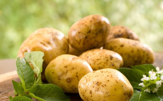 В Ленобласти стремительно дешевеет картофель
