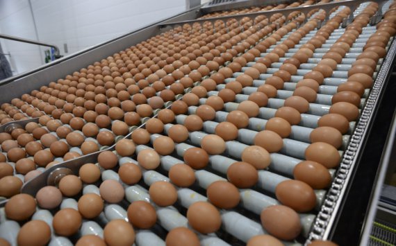 Сельхозпредприятия Ленобласти выпустили 2,21 млрд штук яиц