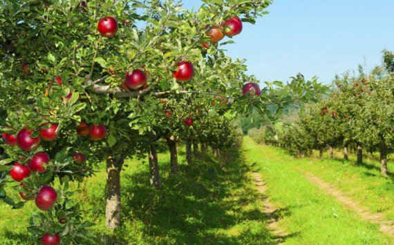 В Ленобласти в плодовый сад инвестируют 197 млн рублей