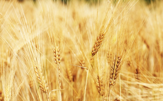 Ленобласть увеличит объемы производства пшеницы