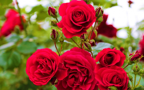 В Ленобласти на выращивание роз направят 10 млн рублей