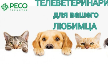 Участники питерской выставки домашних животных узнали о страховой программе «РЕСО-Вет»