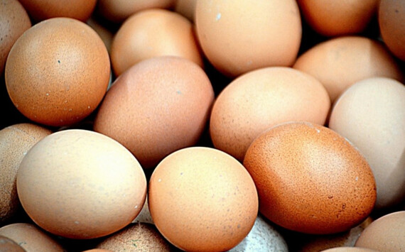В Ленобласти нарастили выпуск сельскохозяйственной продукции