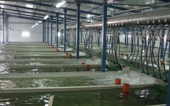 Объем производства крестьянской продукции в Ленобласти вырос в 2,5 раза‍