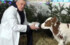 «Пей-пей, маленький!»: Губернатор Ленобласти Александр Дрозденко «задобрил» символ 2021 года