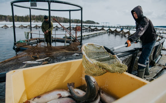 Российские рыбоводы в 2022 году увеличили производство рыбы и морепродуктов на 7,5% — до 383,5 тыс. тонн