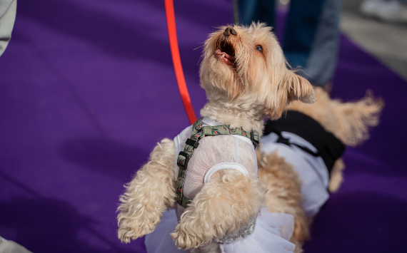 Оргкомитет Премии Best for Pets объявил об окончании приема заявок