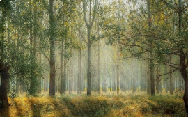 Ленинградская область поможет Петербургу сохранить лес