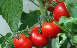 Тепличный комплекс Всеволожского района за месяц увеличил урожай томатов на 17 %