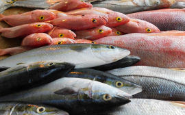 Санкт-Петербург и Ленобласть отправили на экспорт почти 500 тонн рыбы