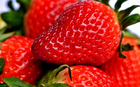 В Ломоносовском районе может появиться ягодное производство