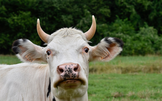 В Ленинградской области корова-рекордсмен произвела почти 20 000 кг молока