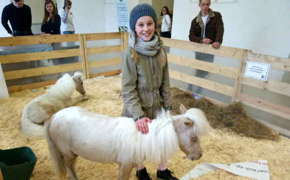 Мини-кони в Санкт-Петербурге: необычный фестиваль пройдет в Лофт Проекте ЭТАЖИ