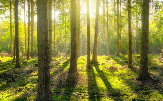 В Ленинградской области в 2019 году восстановили 20 га леса