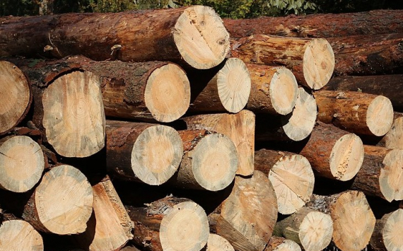 Бюджет Ленобласти недополучил 200 млн рублей за аренду леса