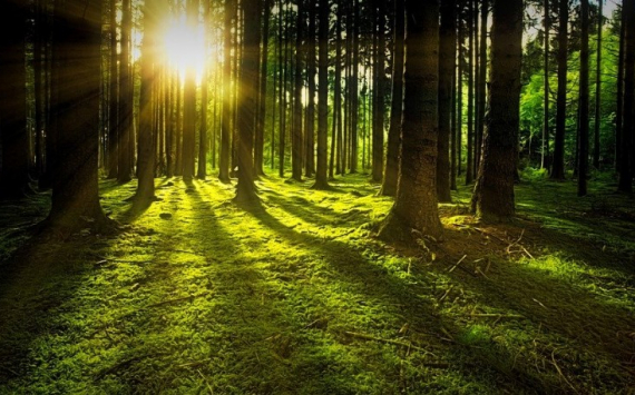 Ленобласть перевыполнила план нацпроекта «Экология» по восстановлению лесов