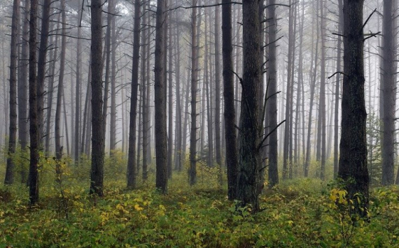 Ленобласть заработала 1 млрд рублей на использовании лесов
