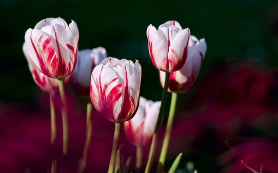 В Ленобласти производство тюльпанов на треть увеличили к 8 Марта