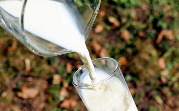 В Ленобласти импортозамещение позволит увеличить объем молочной продукции