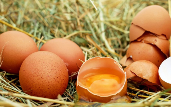 В Ленобласти птицефабрики на 5% опустили отпускные цены на яйца