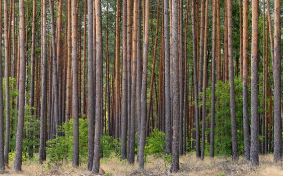 В Ленобласти на сохранение лесов направят 35 млн рублей