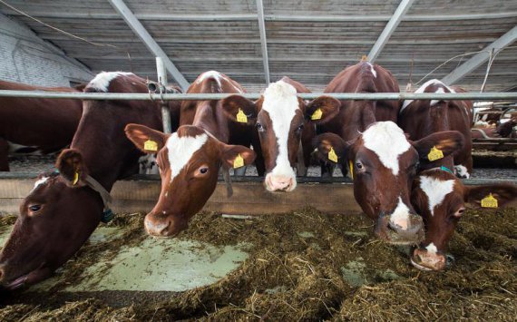 В Ленобласти построят молочную ферму на 1,1 тыс. голов