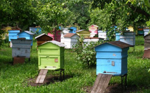 Пчеловоды Ленинградской области оказались на грани банкротства‍