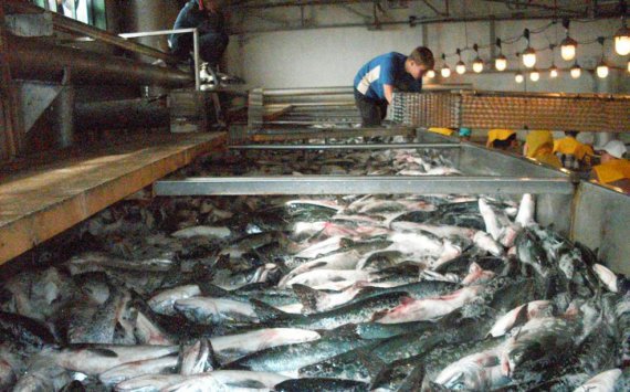 В Ленобласти за 100 млн рублей построят новый рыбзавод