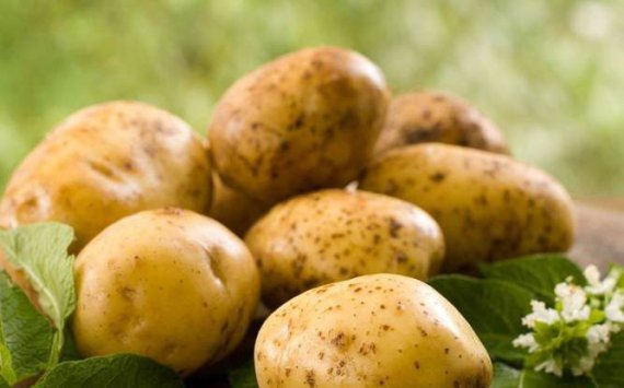 В Ленобласти увеличат урожай картофеля
