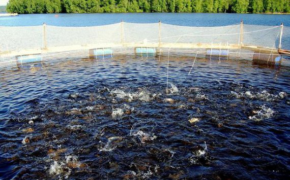 В Ленобласти «Рыбная федерация» вложит в развитие производства 20 млн рублей