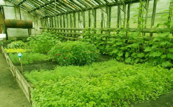 В Ленобласти тепличный комплекс для выращивания зелени построили за 2,7 млрд рублей