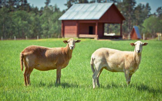 В Ленобласти вывели уникальную катумскую породу овец