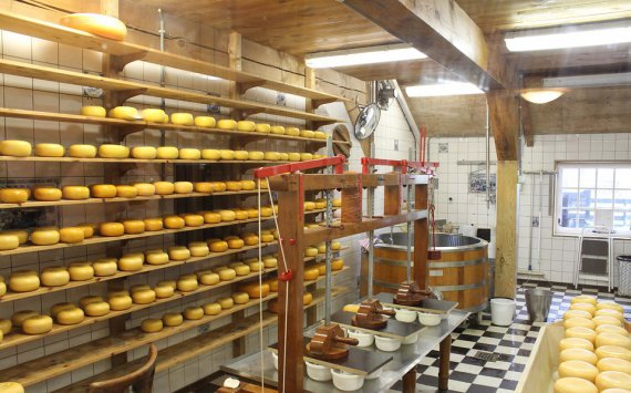 В Ленобласти могут построить 5 заводов по производству сыра