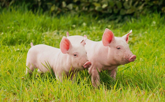 В Ленобласти спрогнозировали увеличение производства свинины на 25%