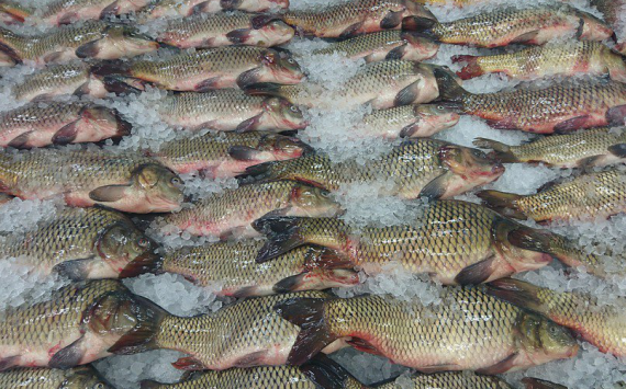 В Ленобласти активно развивается промышленное рыболовство