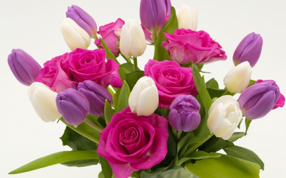 К 8 Марта в Ленобласти вырастили два миллиона роз и тюльпанов